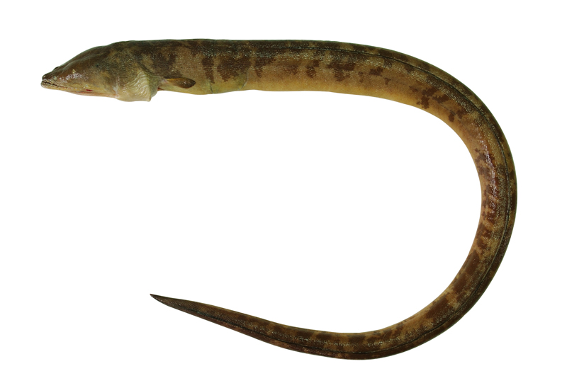 Brachysomophis cirrocheilos