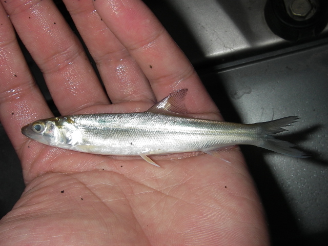 Elops machnata