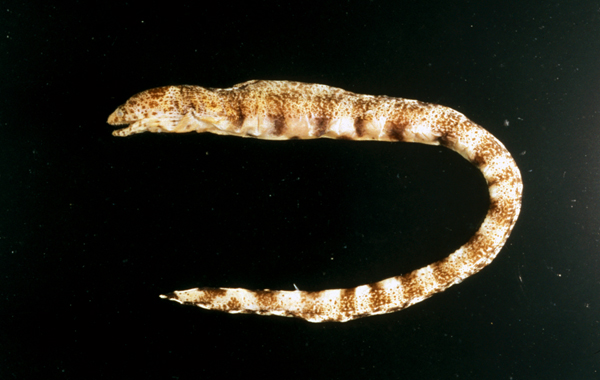 Gymnothorax minor