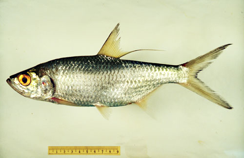 Megalops cyprinoides