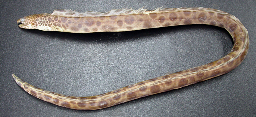 Ophichthus erabo