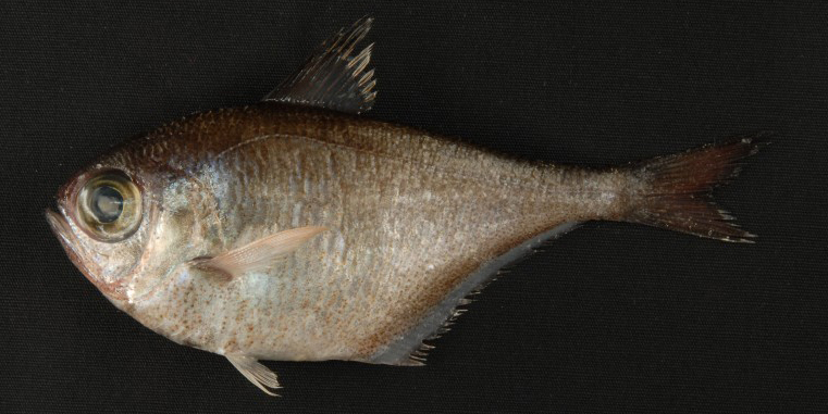 烏伊蘭擬金眼鯛